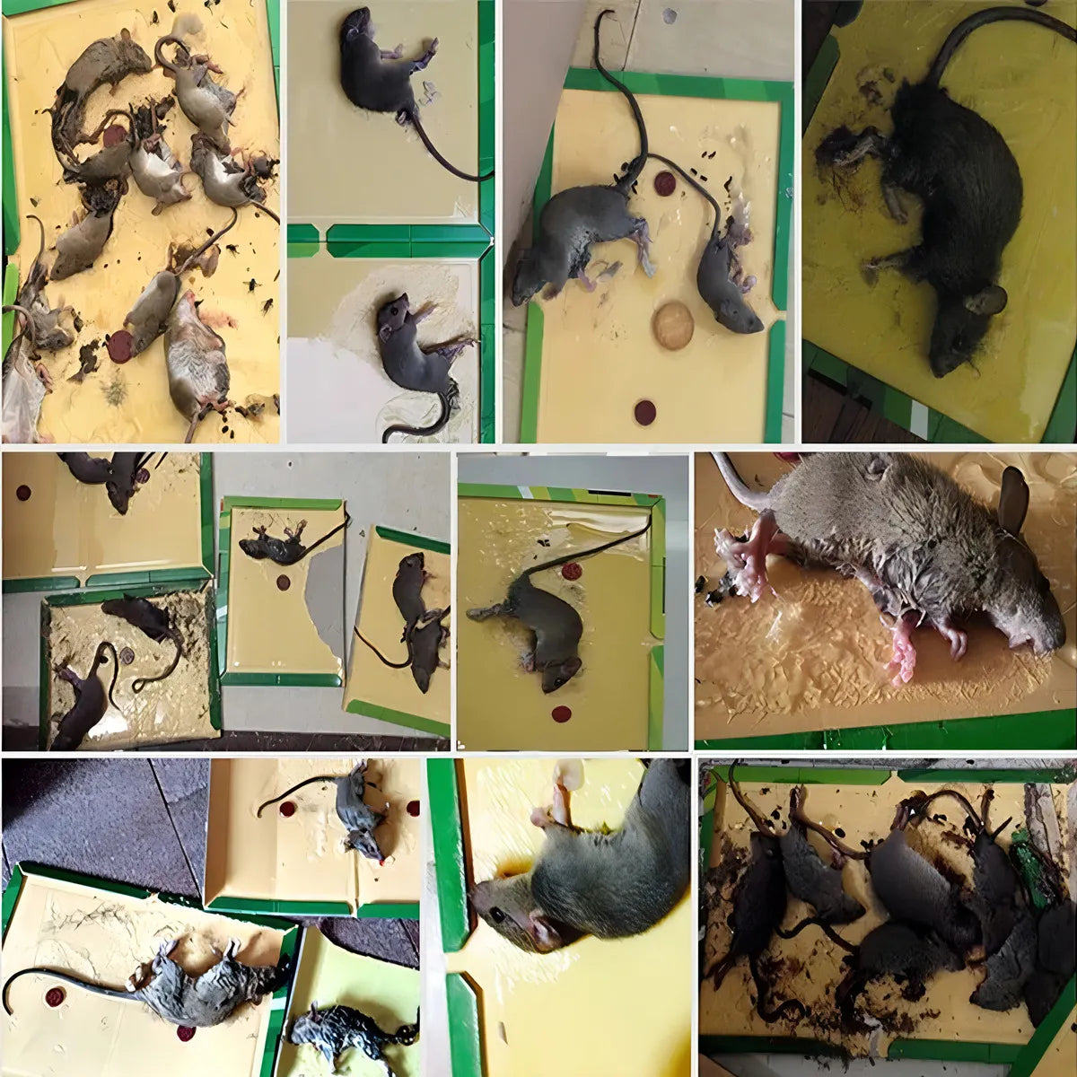 Trampa Adhesiva para ratas y ratones pegamento